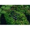 happybrush ECO VIBE 3+ Aufsteckbürsten